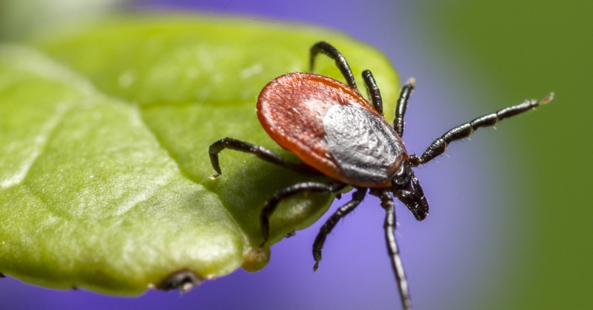 La salive des tiques à l'origine de la progression de l'allergie à la viande