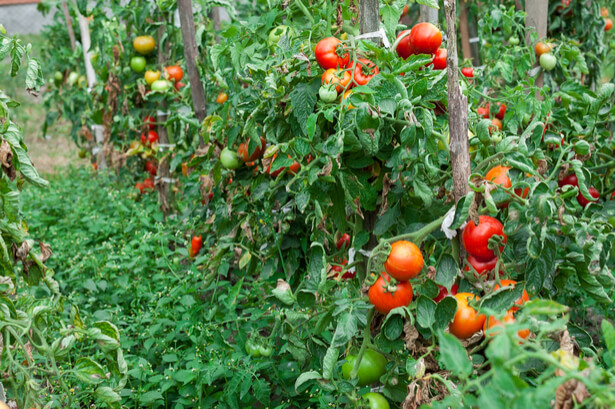 culture tomate