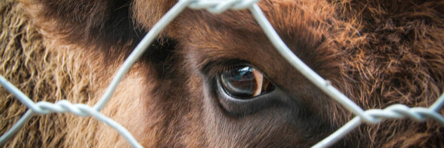 Scandale sanitaire : de la viande avariée polonaise vendue en France !