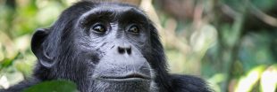 Pourquoi le déclin de la transmission culturelle est un risque de plus pour les chimpanzés ?