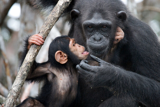 transmission culturelle chimpanzés