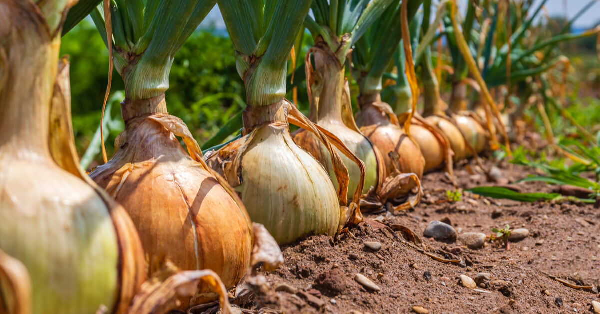 Association de culture : bonnes et mauvaises fréquentations de l'oignon