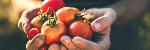 Association de culture : bonnes et mauvaises fréquentations de la tomate