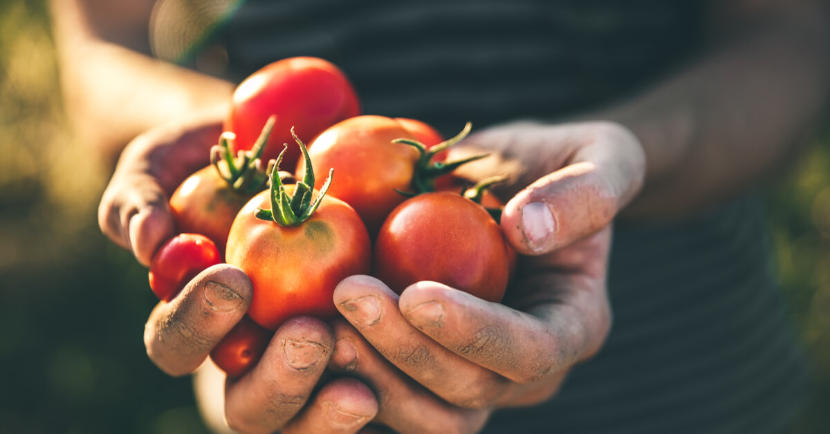 Potager malin : booster la production des tomates avec les meilleures plantes