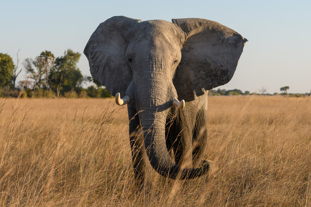 elephant afrique