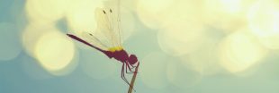 Réchauffement climatique : les libellules, un nouvel indicateur Réchauffement climatique : les libellules, un nouvel indicateur
