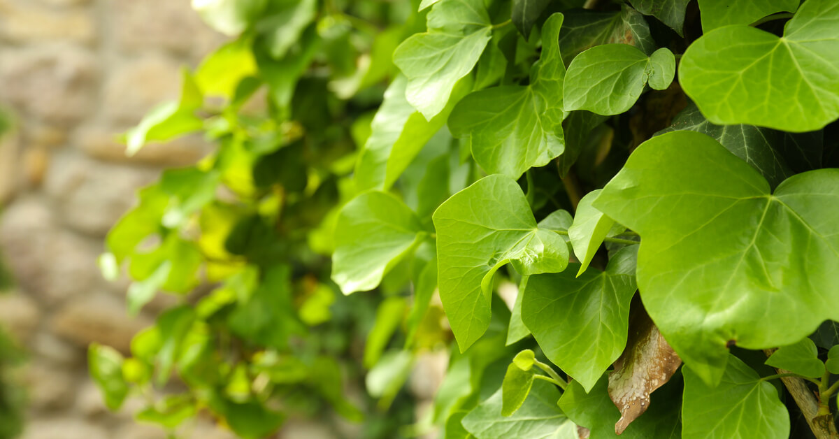 Les bienfaits santé du lierre : savez-vous tout ce qu'il peut faire ?