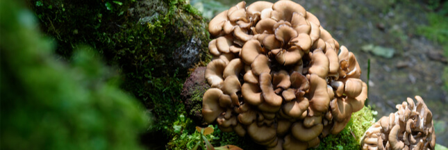 maitake