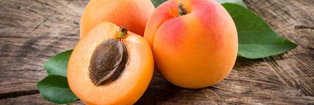 Comment faire germer un noyau d’abricot ?