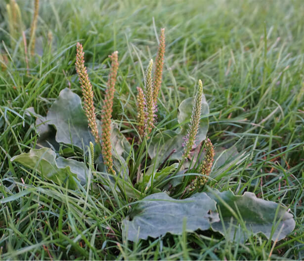 Plantes sauvages comestibles couplan