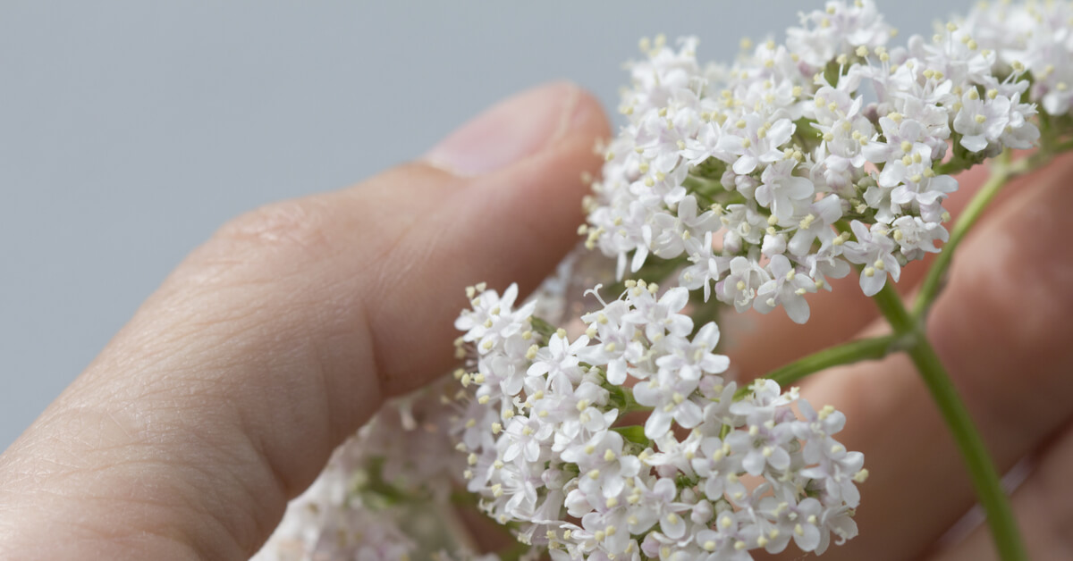 Plante antistress  soigner le stress par les plantes c'est possible