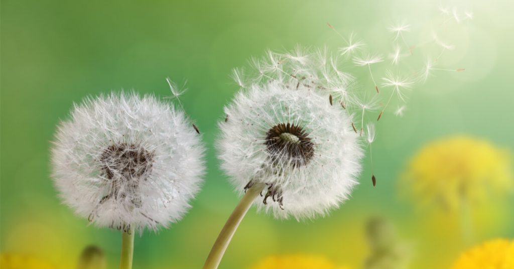 Pollen : quand la nature nous tourmente