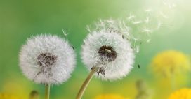 Pollen : quand la nature nous tourmente