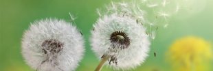 Pollen : quand la nature nous tourmente