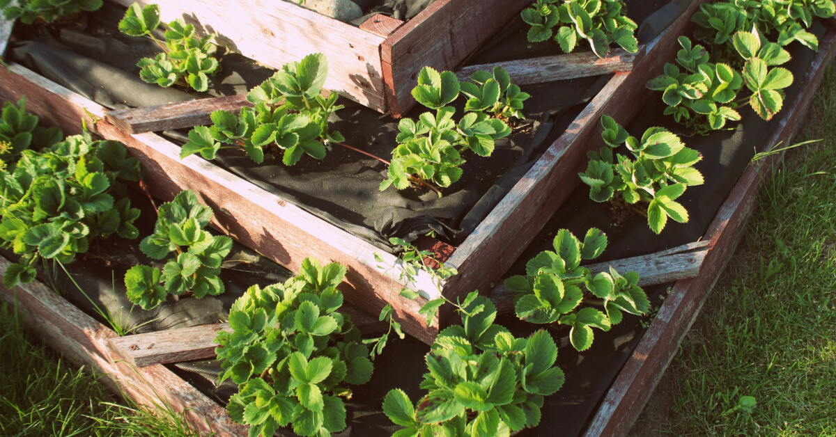 Avis aux gourmands : avec une pyramide de fraisiers, vous allez vous régaler !