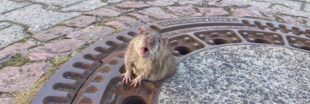 Ce que le sauvetage d'un rat coincé dans une bouche d'égout peut nous apprendre sur notre rapport aux animaux