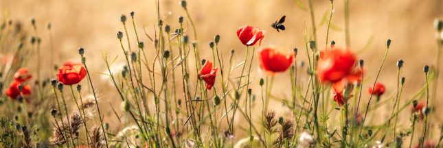 semaine alternatives pesticides