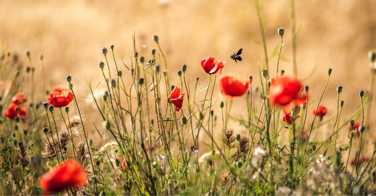 Avec le printemps arrive la Semaine pour les alternatives aux pesticides !
