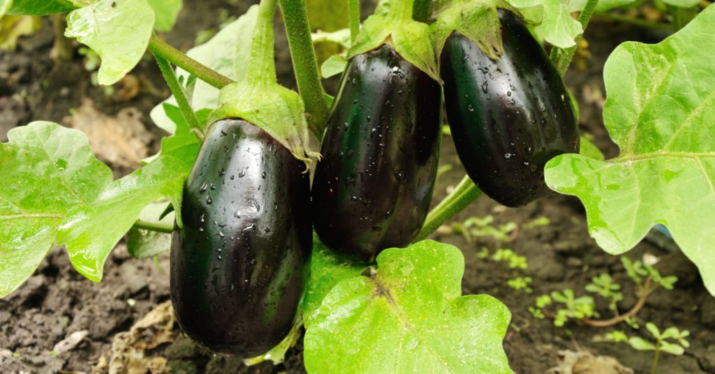 Comment réussir ses semis d’aubergine année après année