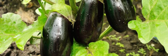 semis d'aubergine
