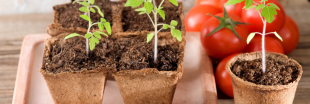 Comment réussir ses semis de tomates année après année