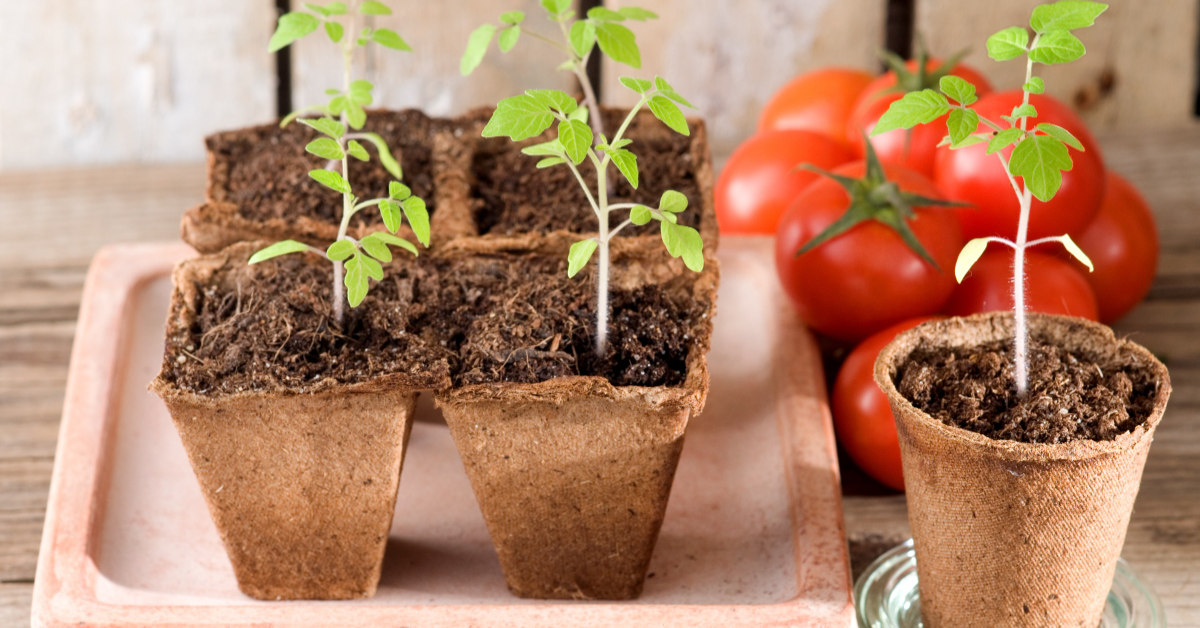 Tomate cerise : semis, plantation, culture, récolte au jardin