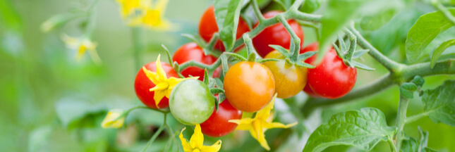 Comment réussir ses semis de tomates année après année