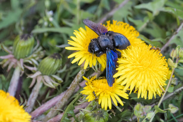 insectes pollinisateurs