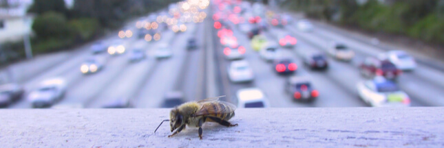 Villes de Miel récompense les communes qui s’engagent pour la biodiversité