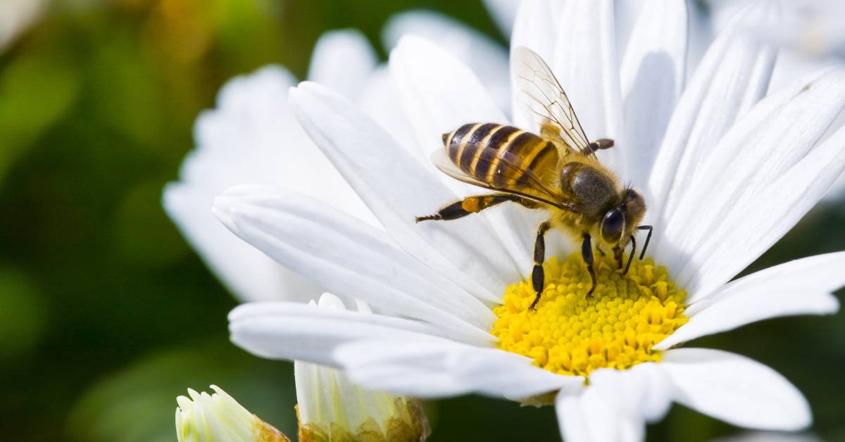 aider les abeilles