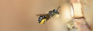 Sauvez les abeilles en leur fabriquant un nid !
