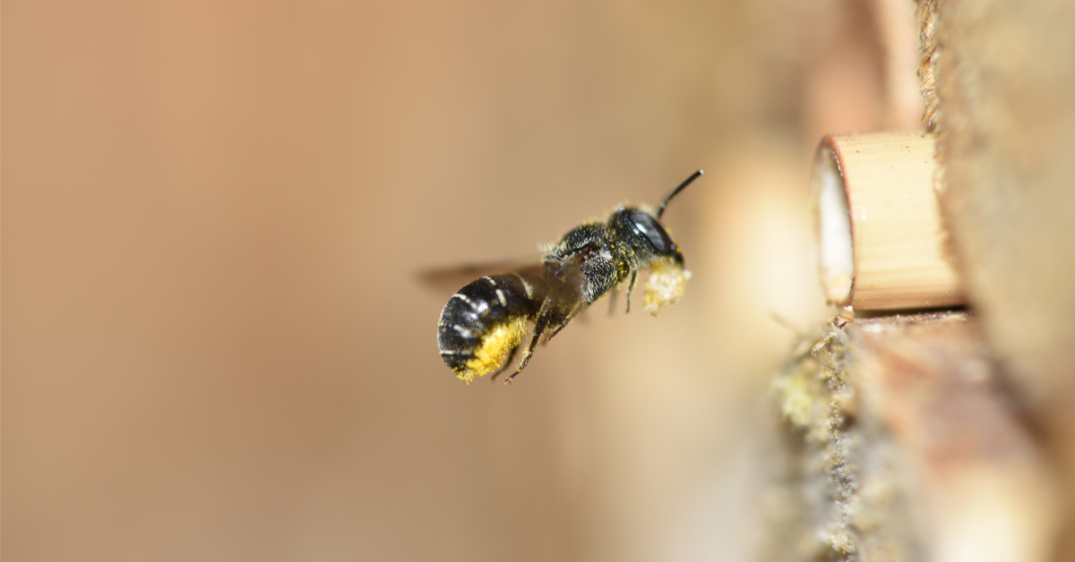 abeilles nid