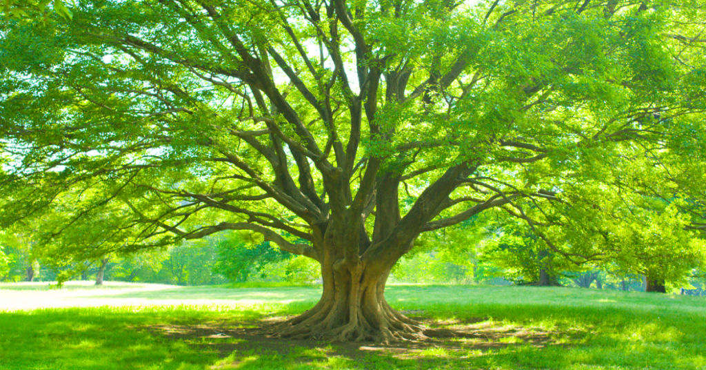 La France est aussi la patrie de la Déclaration des droits de l’Arbre !