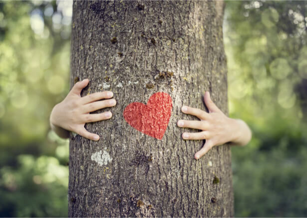 déclaration des droits de l arbre