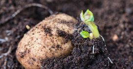 Booster la culture des pommes de terre avec le compagnonnage : les meilleures plantes
