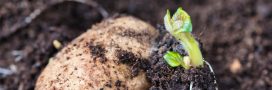 Booster la culture des pommes de terre avec le compagnonnage : les meilleures plantes