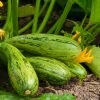 Association de culture : que planter à côté des courgettes pour booster leurs récoltes ?
