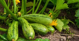 Association de culture : que planter à côté des courgettes pour booster leurs récoltes ?