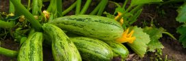 Association de culture : que planter à côté des courgettes pour booster leurs récoltes ?