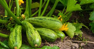 Association de culture : que planter à côté des courgettes pour booster leurs récoltes ?