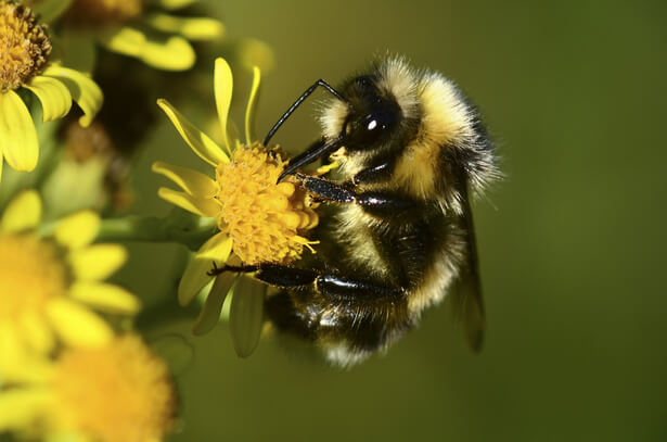 insectes pollinisateurs