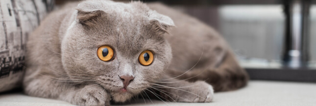 Certaines races de chats sont désormais interdites à Bruxelles !