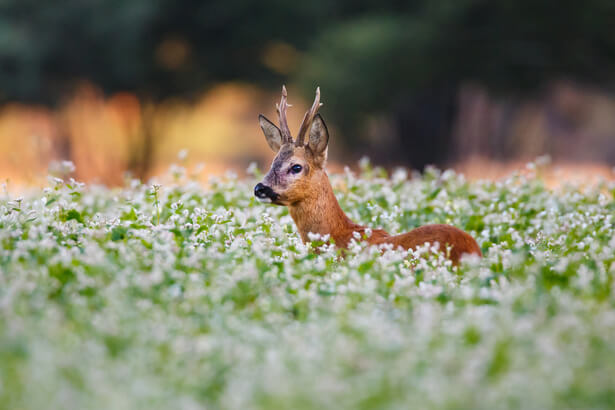 animaux printemps