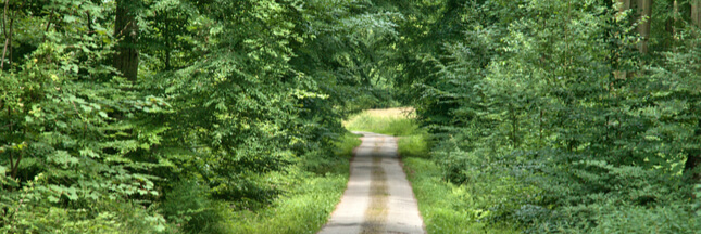 L’Homme et la forêt : quelle alliance face aux changements climatiques ?