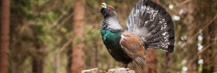 Protection des oiseaux : la LPO porte plainte contre l'État auprès de l'UE