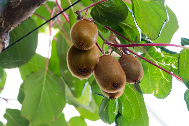 arbre à kiwi