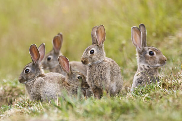 animaux printemps