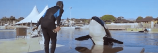 Orques en captivité : One Voice s'apprête à porter plainte contre le Marineland d'Antibes