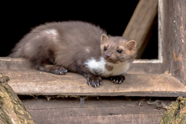 animaux printemps