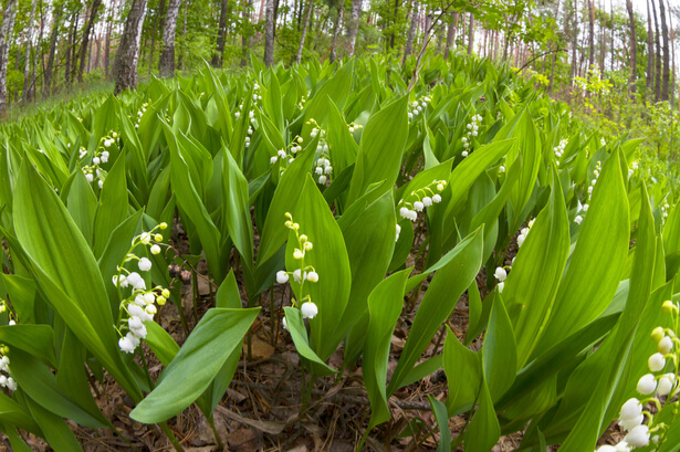 muguet 1er mai